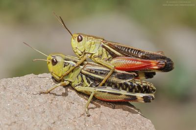 Arcyptera fusca ♂+♀