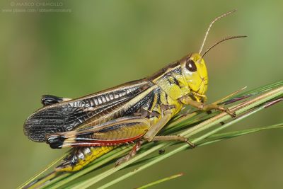 Arcyptera fusca ♂