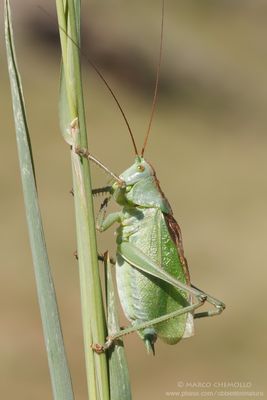 Tettigonia cantans