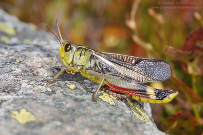 Arcyptera