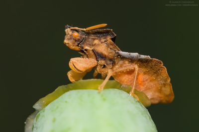 cfr. Phymata crassipes