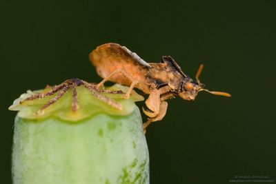 cfr. Phymata crassipes
