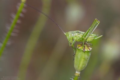 Tettigonia