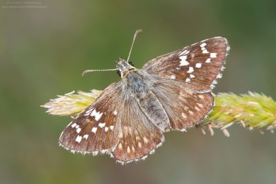 LEPIDOPTERA