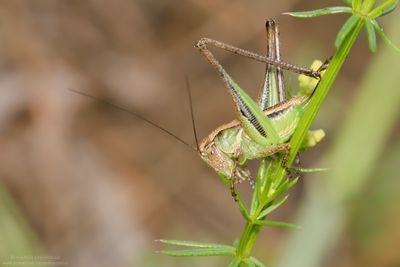 Platycleis sp.