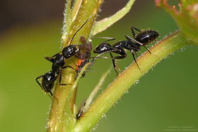 HYMENOPTERA