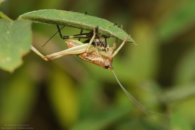 Platycleis