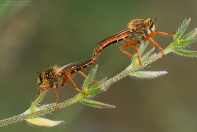 DIPTERA