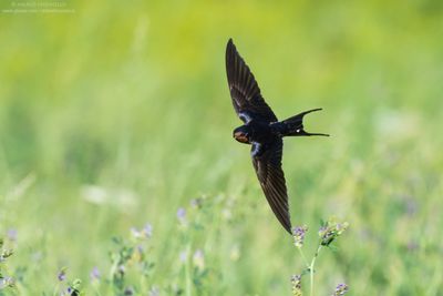 Barn Swallow - Rondine (Hirundo rustica)