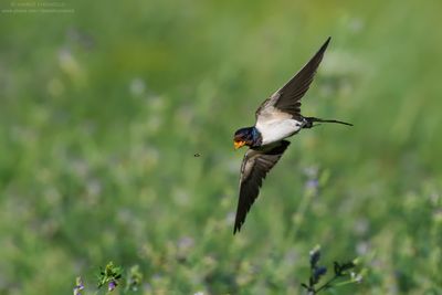 Barn Swallow - Rondine (Hirundo rustica)