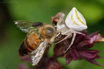 Thomisidae