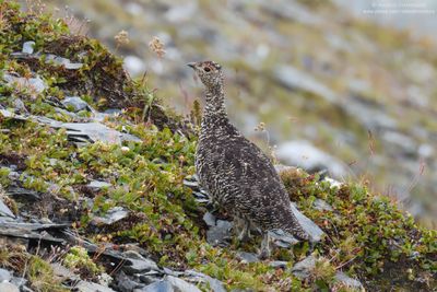 Alpine ptarmigan - Pernice bianca alpina (Lagopus muta helvetica)