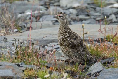 Alpine ptarmigan - Pernice bianca alpina (Lagopus muta helvetica)