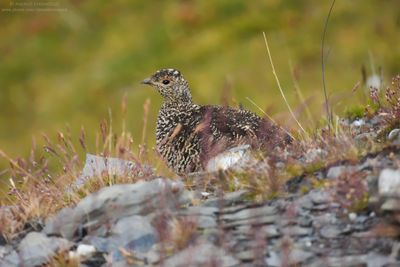 Alpine ptarmigan - Pernice bianca alpina (Lagopus muta helvetica)