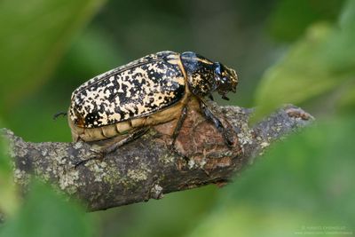 Polyphylla fullo(Pine Chafer - Maggiolino dei pini)