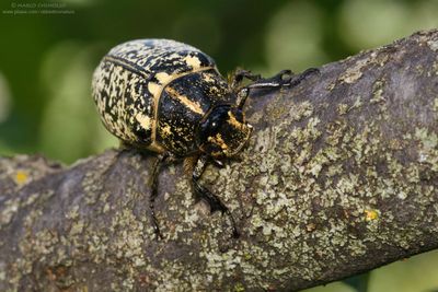 Polyphylla fullo(Pine Chafer - Maggiolino dei pini)