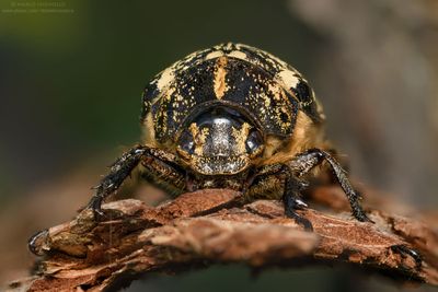 Polyphylla fullo