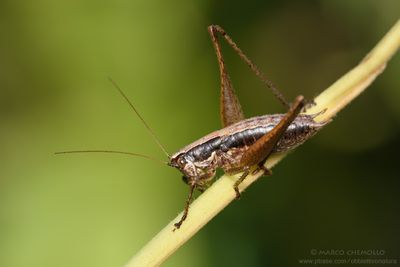 Yersinella raymondii