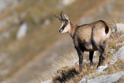 Camoscio - Alpine Chamois (Rupicapra rupicapra)