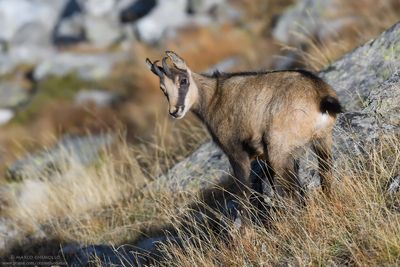Camoscio - Alpine Chamois (Rupicapra rupicapra)