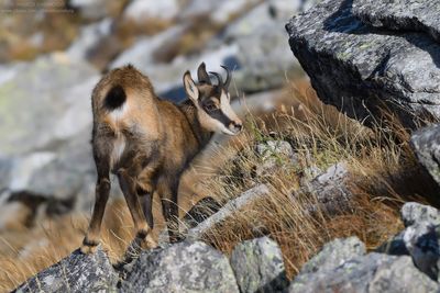 Camoscio - Alpine Chamois (Rupicapra rupicapra)