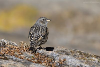 Alpine accentor - Sordone (Prunella collaris)