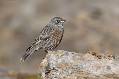 Prunella collaris