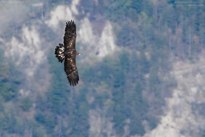 Golden eagle - Aquila reale (Aquila chrysaetos)