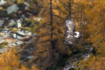 Golden eagle - Aquila reale (Aquila chrysaetos)
