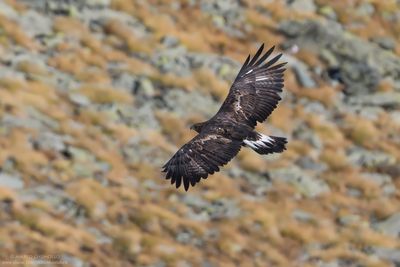 Golden eagle - Aquila reale (Aquila chrysaetos)