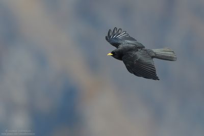 Alpine Chough - Gracchio Alpino (Pyrrhocorax graculus)