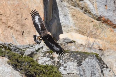 Golden eagle - Aquila reale (Aquila chrysaetos)