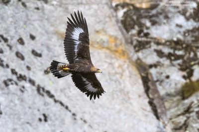 Golden eagle - Aquila reale (Aquila chrysaetos)