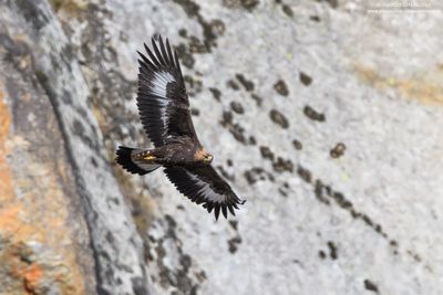 Golden eagle - Aquila reale (Aquila chrysaetos)