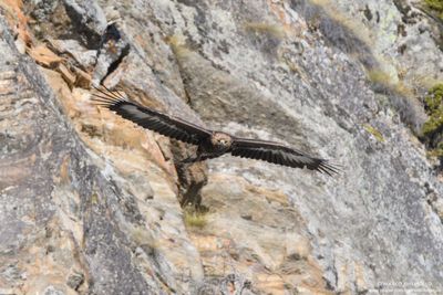Golden eagle - Aquila reale (Aquila chrysaetos)