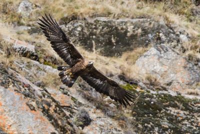 Golden eagle - Aquila reale (Aquila chrysaetos)