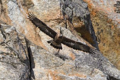 Golden eagle - Aquila reale (Aquila chrysaetos)