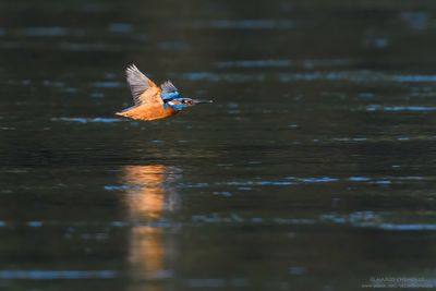 Kingfisher - Martin pescatore (Alcedo atthis)