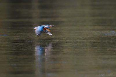Kingfisher - Martin pescatore (Alcedo atthis)
