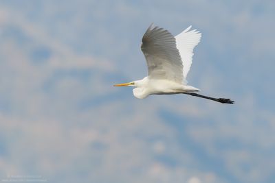 Great White Egret - Airone Bianco Maggiore (Ardea alba = Casmerodius albus)
