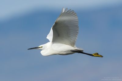 Egretta garzetta