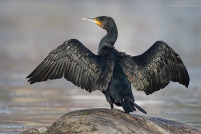 Great Cormorant - Cormorano (Phalacrocorax carbo sinensis)