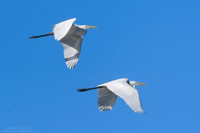 Great White Egret - Airone Bianco Maggiore (Ardea alba = Casmerodius albus)