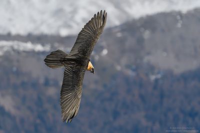 Bearded Vulture - Gipeto (Gypaetus barbatus)
