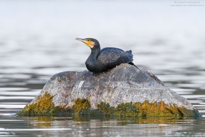 Great Cormorant - Cormorano (Phalacrocorax carbo sinensis)