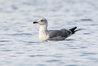 Larus canus