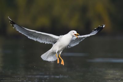 Yellow-legged Gull - Gabbiano reale (Larus michahellis)