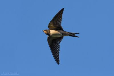 Barn Swallow - Rondine (Hirundo rustica)