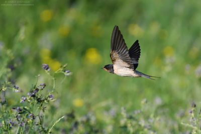 Barn Swallow - Rondine (Hirundo rustica)