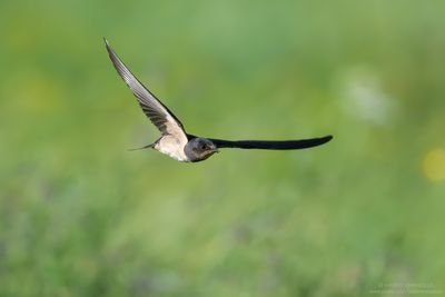 Barn Swallow - Rondine (Hirundo rustica)